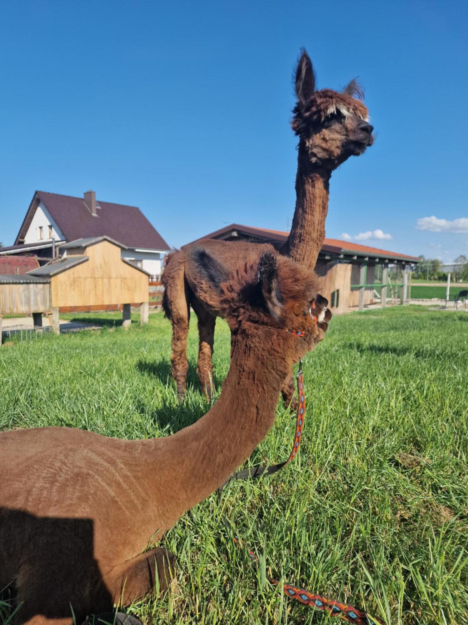 Agroturystyka Kaszuby Villagehome Borzytuchom Exterior photo